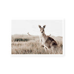 Kangaroo Paws | Art Print