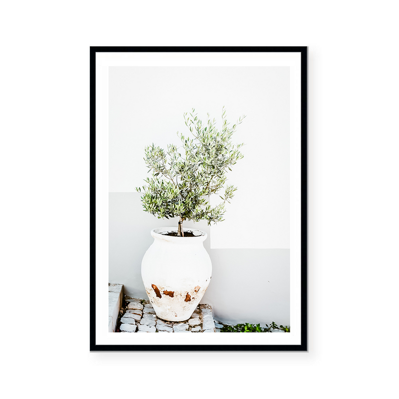 Olive Tree In White Pot | Art Print