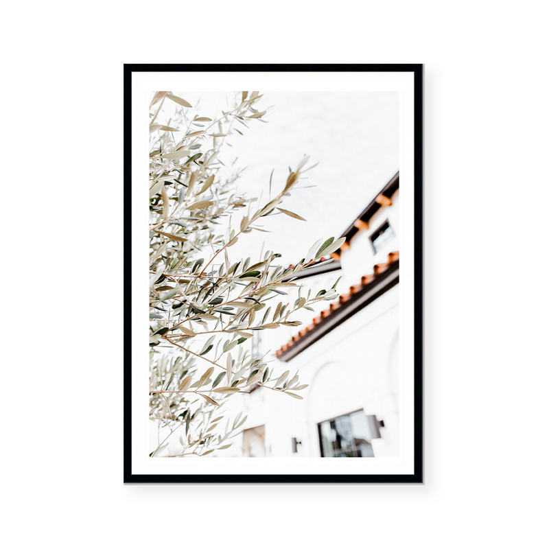 Mediterranean Olive Trees | Art Print