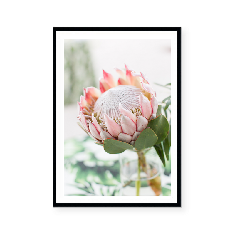 Blushing Protea | Art Print