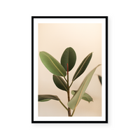 Blushing Ficus II | Art Print