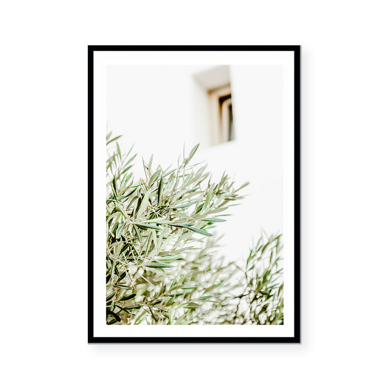 Mediterranean Olive Branch | Art Print