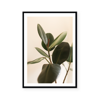 Blushing Ficus I | Art Print