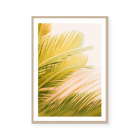 Areca Plant | Art Print