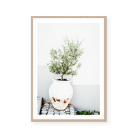 Olive Tree In White Pot | Art Print