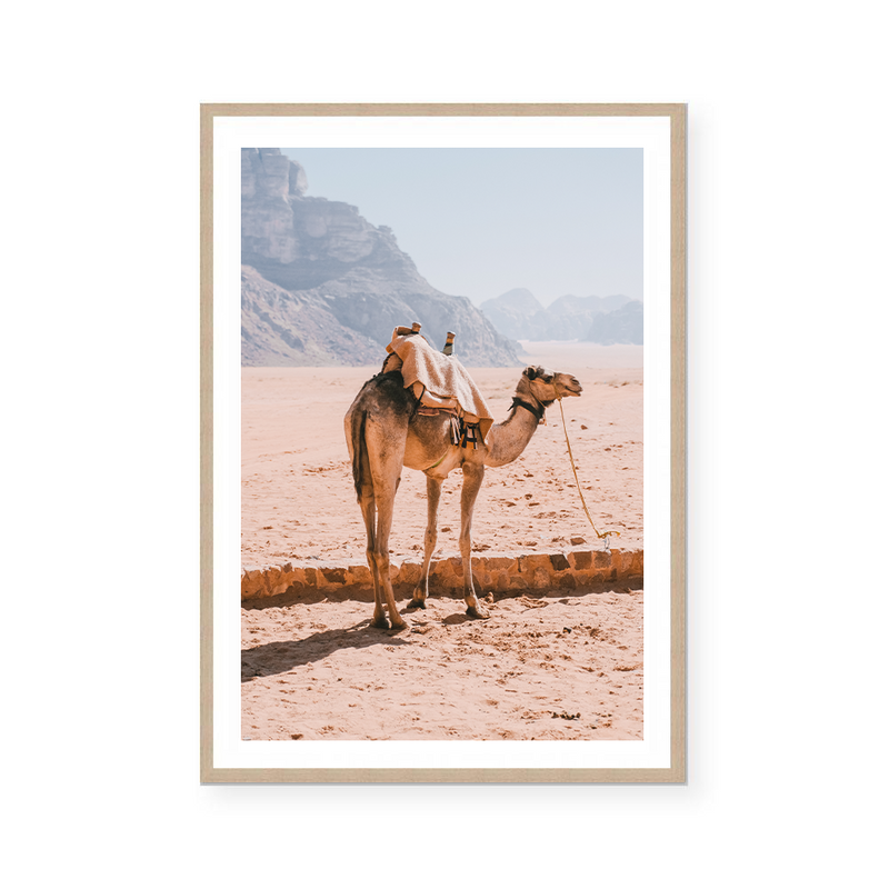 Camel In Wadi Rum I | Art Print
