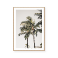 Quiet Palms | Art Print