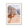 Camel In Wadi Rum II | Art Print