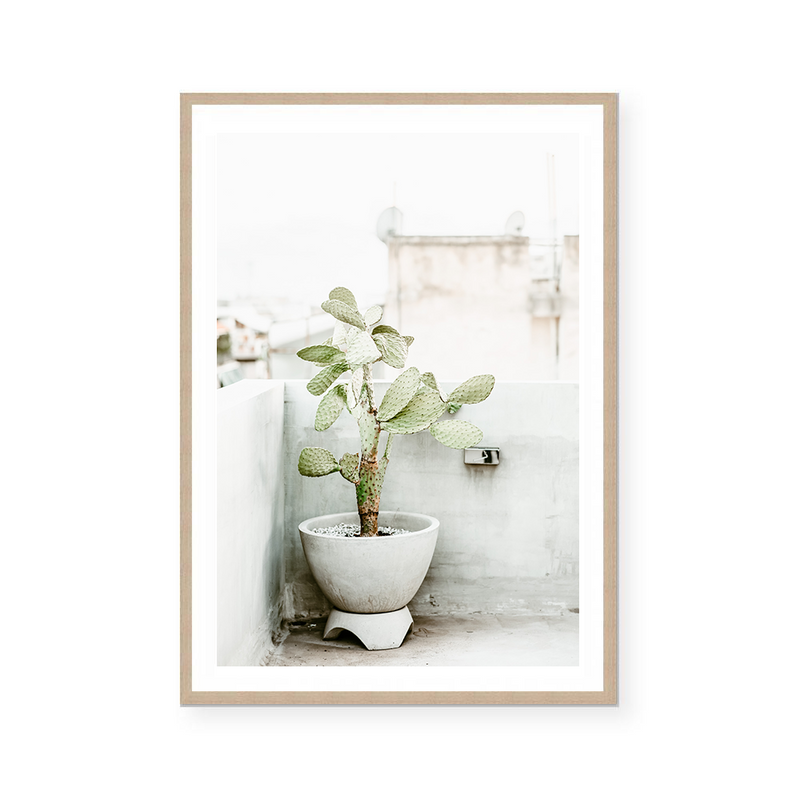 Cactus In Greece | Art Print