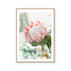 Blushing Protea | Art Print