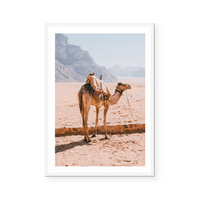 Camel In Wadi Rum I | Art Print