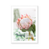 Blushing Protea | Art Print