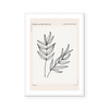 Botanic Outline II | Art Print