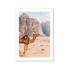 Camel In Wadi Rum II | Art Print