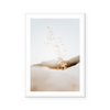 Dry Oat Plant In Greece | Art Print