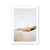 Dry Oat Plant In Greece | Art Print