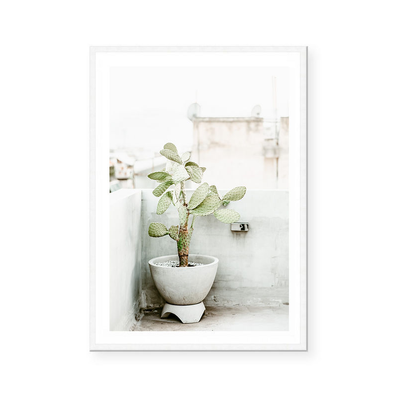 Cactus In Greece | Art Print