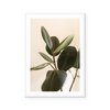 Blushing Ficus I | Art Print