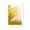 Areca Plant | Art Print