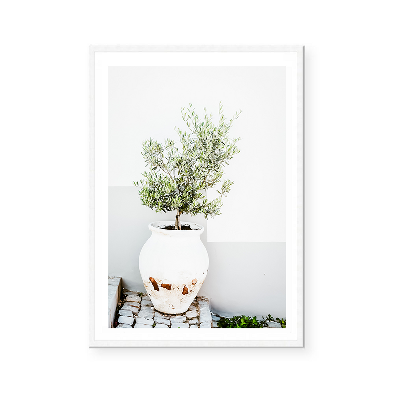 Olive Tree In White Pot | Art Print