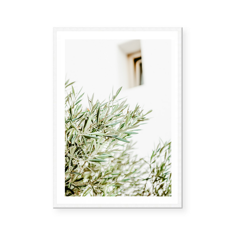 Mediterranean Olive Branch | Art Print