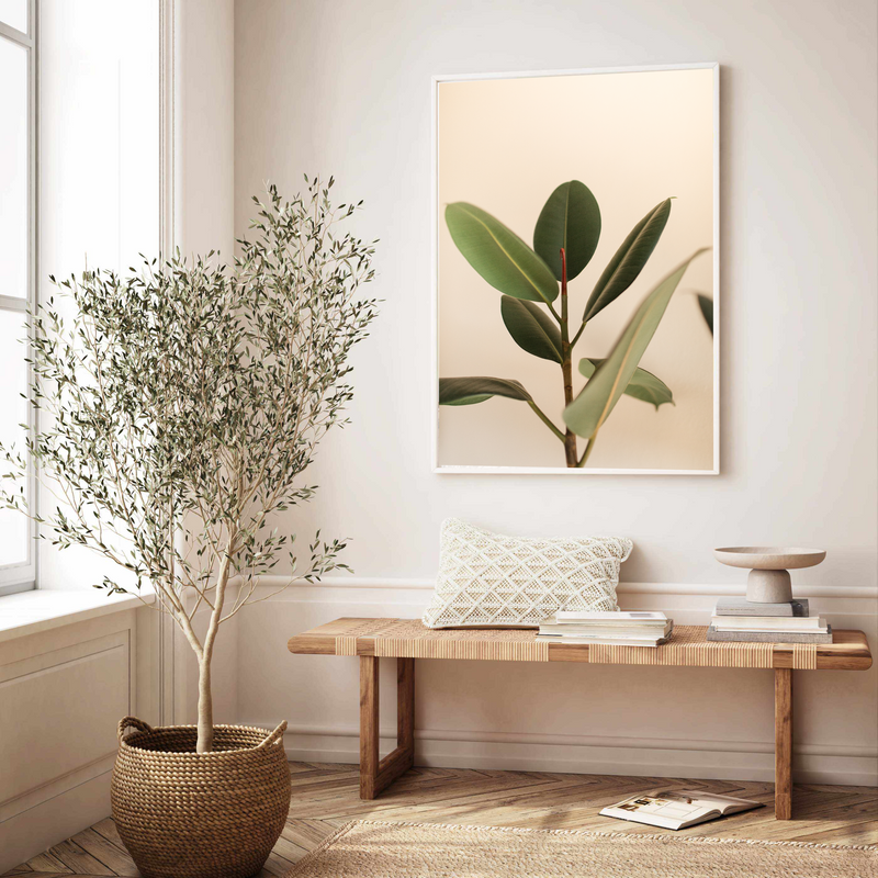 Blushing Ficus II | Art Print