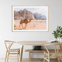 Camel In Wadi Rum III | Art Print