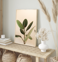 Blushing Ficus II | Art Print