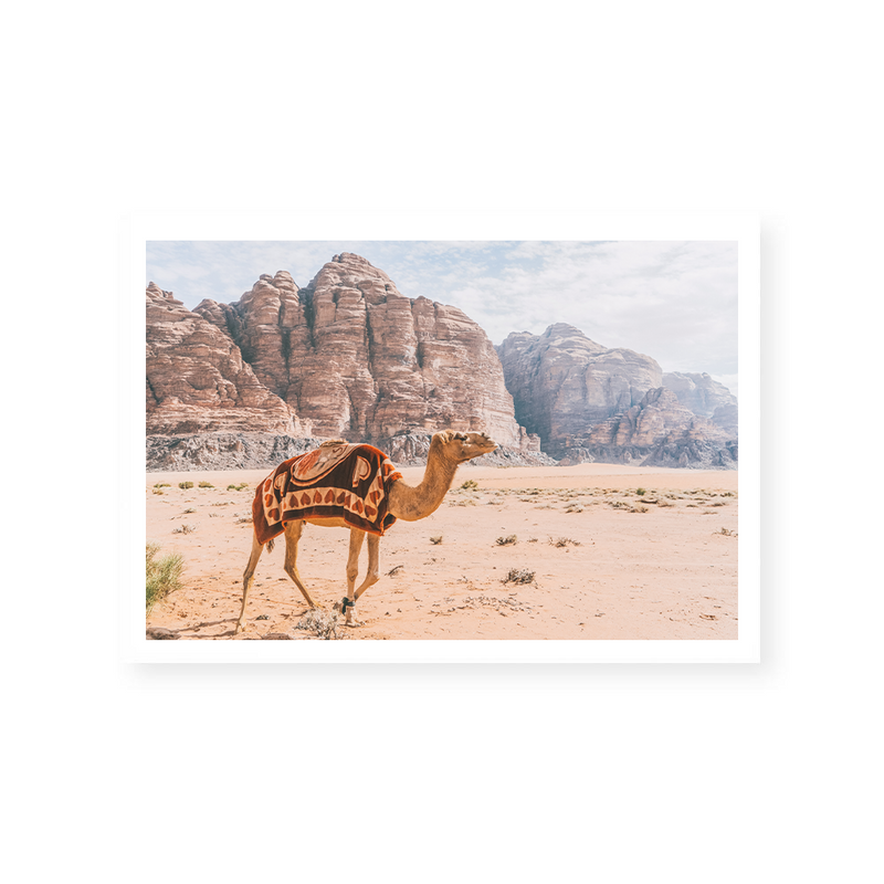 Camel In Wadi Rum III | Art Print