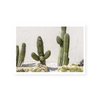 Cactus Study | Art Print