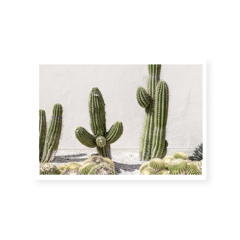 Cactus Study | Art Print