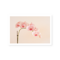 Pink Orchid | Art Print