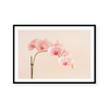 Pink Orchid | Art Print