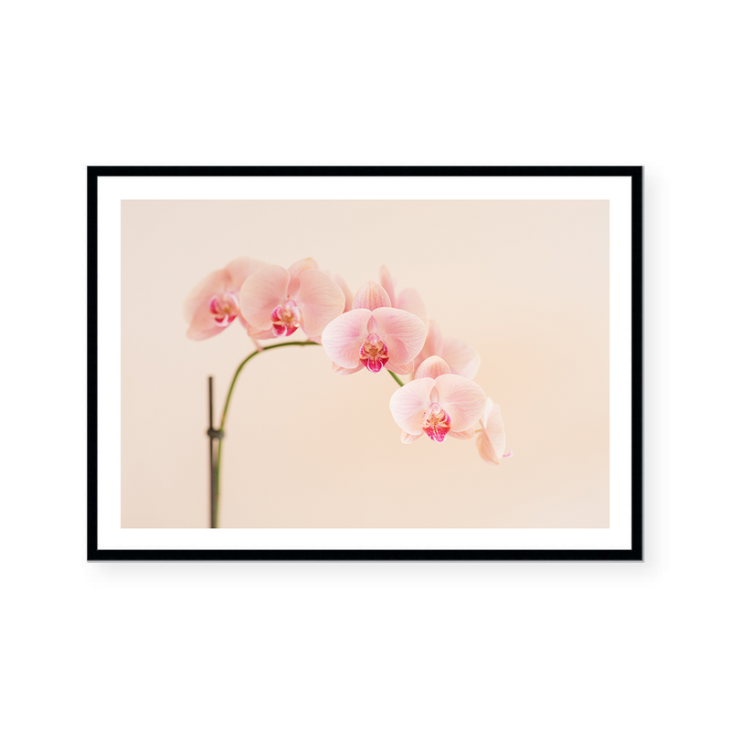 Pink Orchid | Art Print