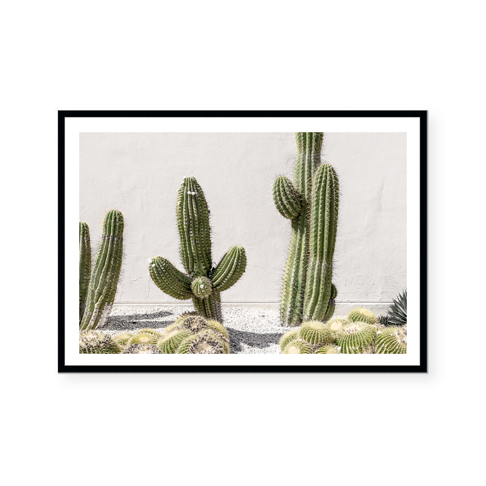 Cactus Study | Art Print