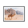 Camel In Wadi Rum III | Art Print