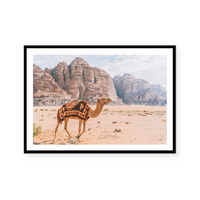 Camel In Wadi Rum III | Art Print