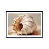 Painted Seashells III | Art Print