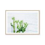 Cactus By The Sea | Art Print