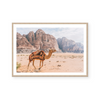 Camel In Wadi Rum III | Art Print