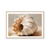 Painted Seashells III | Art Print