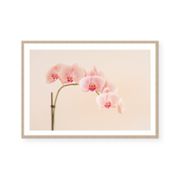 Pink Orchid | Art Print