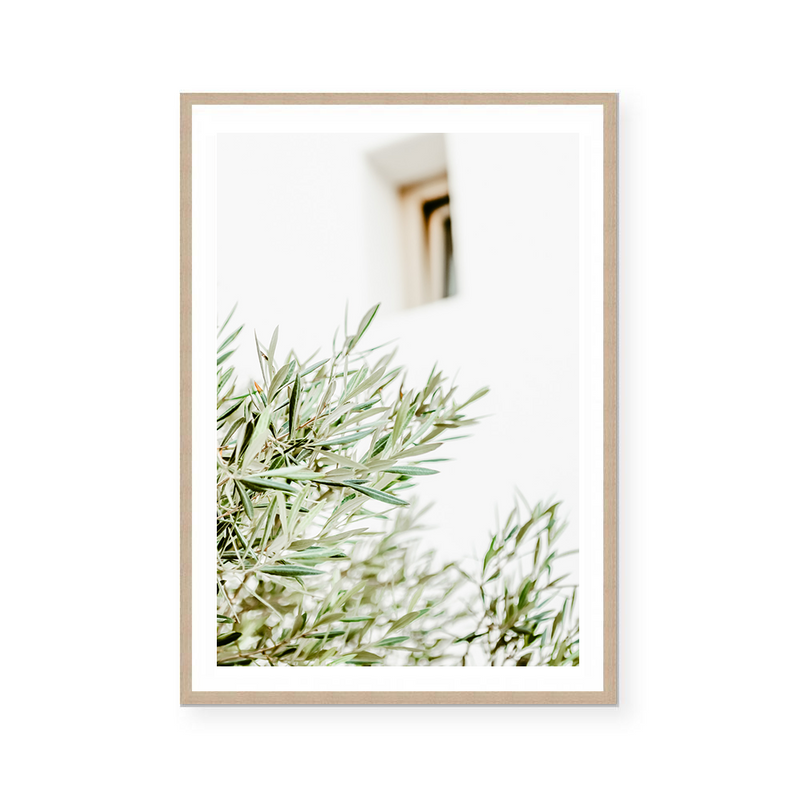 Mediterranean Olive Branch | Art Print