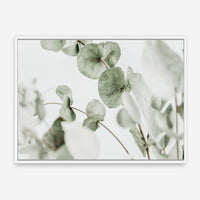 1 - CHANTRIA CANVAS
