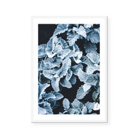 Cineraria | Art Print