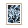 Cineraria | Art Print