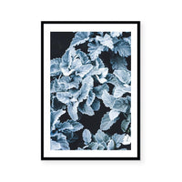 Cineraria | Art Print