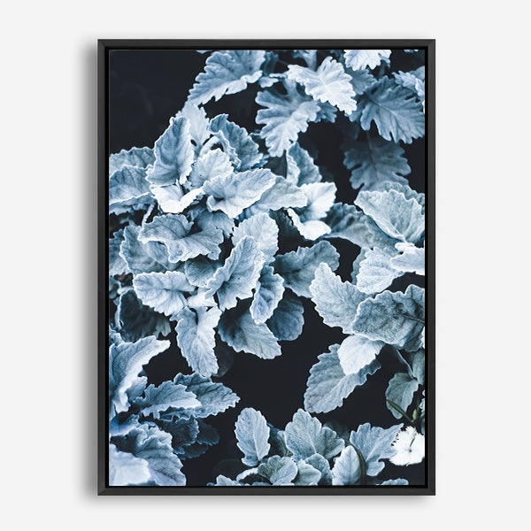 Cineraria | Canvas Print