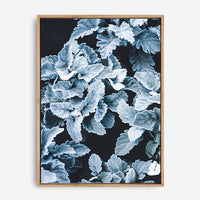 Cineraria | Canvas Print