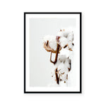 Cotton Plant | Art Print